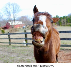 Horse Laughing Front Red Barn Stock Photo 1336015499 | Shutterstock