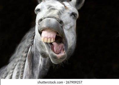 Horse laughing is funny farm animal set against a dark black background.