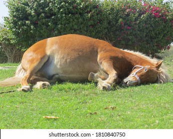 Horse Laying Down In A Public Park.