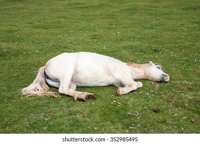 Horse laying on the grass having a sleep