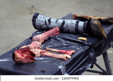 Horse Leg Bones And Amputated Foot From Dead Horse. Material For Farrier Students To Study Hoof And Leg Anatomy.