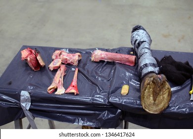 Horse Leg Bones And Amputated Foot From Dead Horse On The Table. Material For Farrier Students To Study Hoof And Leg Anatomy.