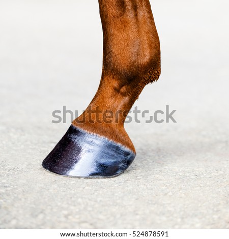 Horse leg with hoof. Skin of chestnut horse. Animal hoof closeup. Square format.