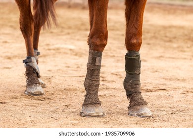 Horse - Leg Joint Protectors For Horses Strung On A Brown Horse Standing On A Sandy Path.