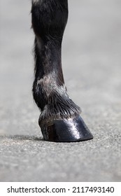 Horse leg with shiny hoove outdoors. Hoofs of dark horse on nature background.