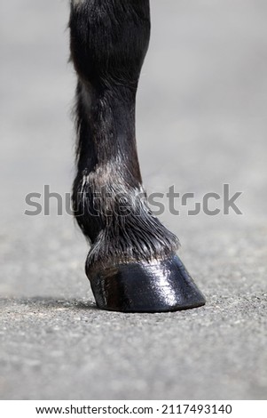 Horse leg with shiny hoove outdoors. Hoofs of dark horse on nature background.