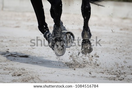 Horse legs during a dinamic galop on the sand