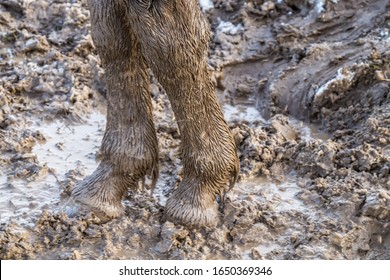 Horse legs up Stock Photos, Images & Photography | Shutterstock