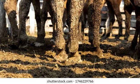 Horse Legs On Wet Ground. Muddy Animals Detail Inside Fence.