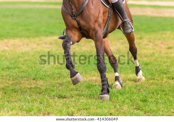 Horse legs at riding\
arena.