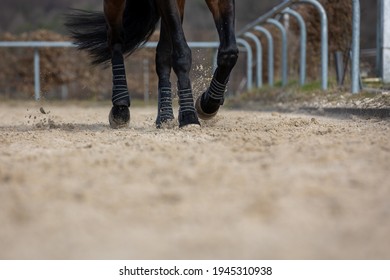 Horse legs trotting, close-up in the sand on the riding arena.
