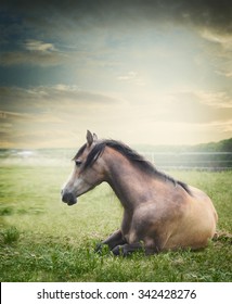 Horse lies and  resting on summer pasture