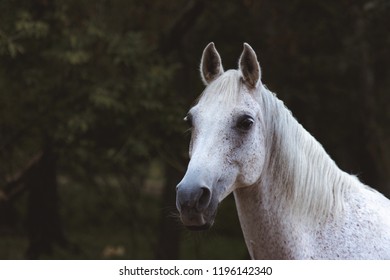 A Horse Listening For Any Signs Of Trouble Ahead