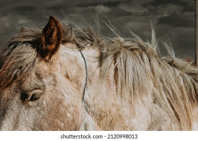 Horse At The Livestock Auction Rustic Western