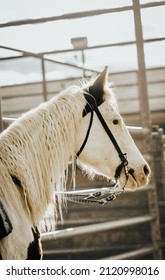 Horse At The Livestock Auction Rustic Western