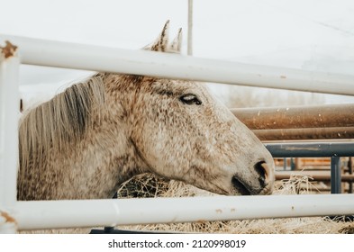 Horse At The Livestock Auction Rustic Western