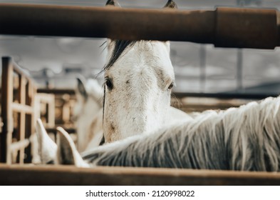 Horse At The Livestock Auction Rustic Western