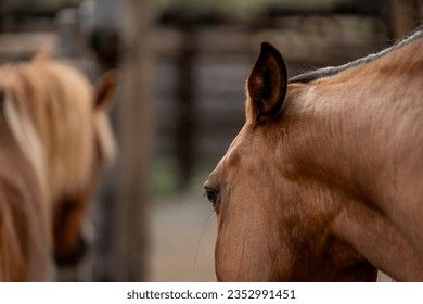 Horse living in Paddock paradise track close-up detail shot - Powered by Shutterstock