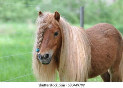 horse with a long mane