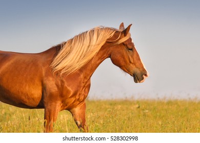Horse with long mane portrait in motion