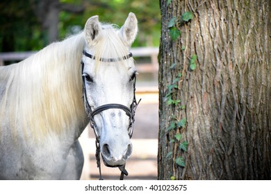 Horse looking