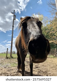 Horse looking at camera. Goofy angle of horse. Funny