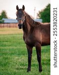 Horse looking at the camera on a beautiful Kentucky farm