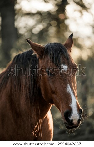 horse looking grumpy ears back paddock