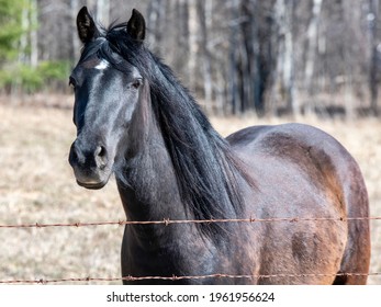 A Horse Looking Out From Behind A Barbed Wire Fence