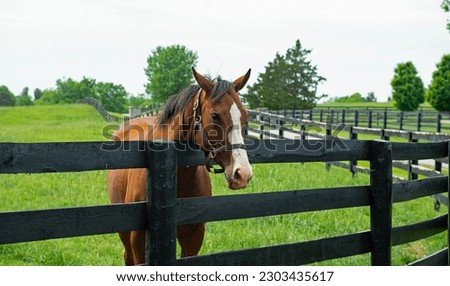 Horse looking over a black board fence
