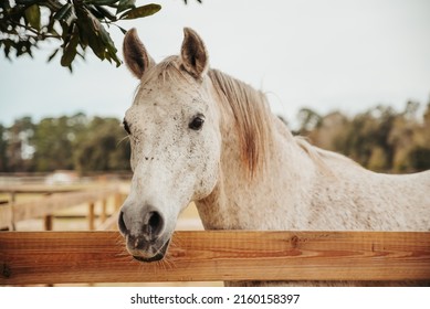 Horse looking over fence in a paddock, horse at a farm. Old retired horse. - Powered by Shutterstock