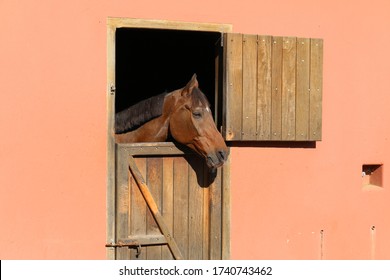 Horse Looking Over Stable Door