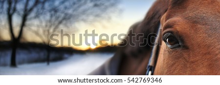 Horse looking straight forward, close up. On background wintry night landscape. Winter scene at beautiful sunset time. Soft focus. Concept for banner, website, poster, horseback riding outdoors.