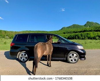 The Horse Looks Out The Car Window