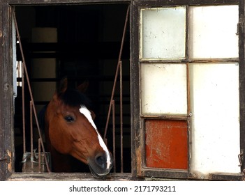 2,442 Horse looking out window Images, Stock Photos & Vectors ...