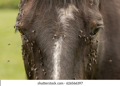 Horse with lots of flies on face and eyes. Brown horse suffering swarm of insects about face and drinking from tear ducts