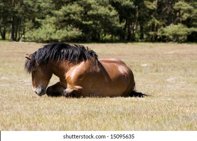Horse lying down