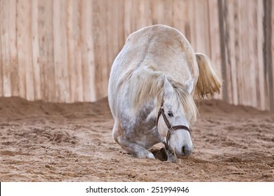 Horse lying down the ground and rolling.