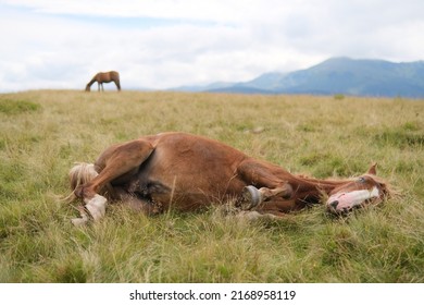 Horse lying down on a green grass of alpine meadow and a view of Carpathian mountains at background