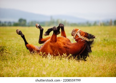 horse lying in the field on the mountain background - Shutterstock ID 2208559799