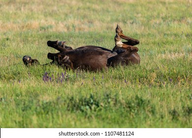Horse lying in green grass on meadow
