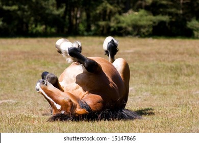 Horse lying on its back