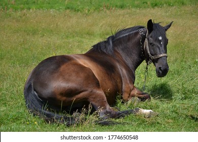 The horse is lying on the grass
