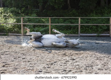 horse lying in the sand