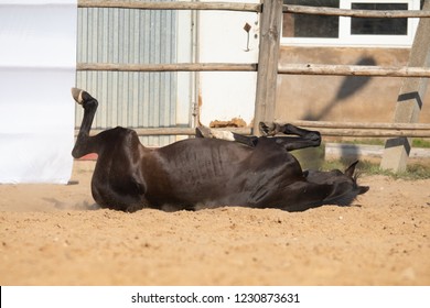 The horse is lying in the sand, scratching his back