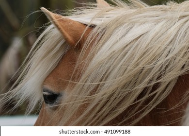 Horse Mane