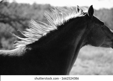 Horse mane movement with horse running in action closeup.