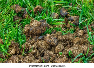 Horse Manure Heap Lies On Green Grass At Summer Day