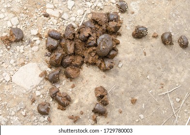 Horse Manure On Country Road Natural Stock Photo (Edit Now) 1729780003