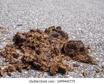 Horse Manure On Dirt Road Stock Photo 1499445773 | Shutterstock